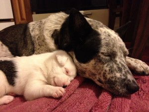 Mom and pup