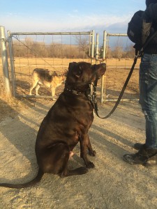 Food Rewards have changed Thor's reaction to dogs from negative to positive!