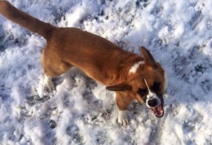 Air snapping is a warning and a form of communication!