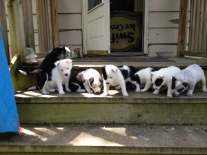 Puppies!