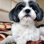 Shih Tzu