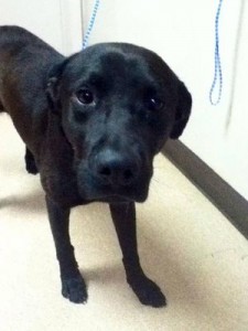 My owner let me down! Don't do the same thing to your dog.
