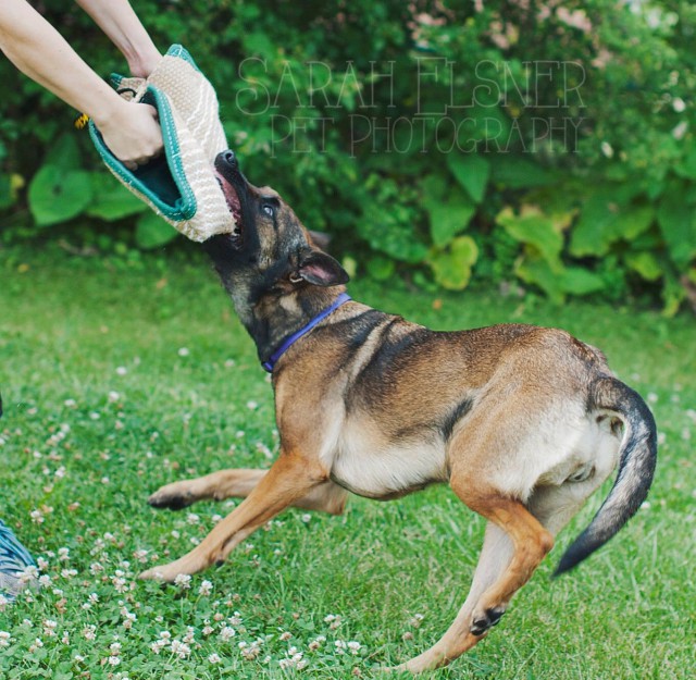 Blossom lives for tug!