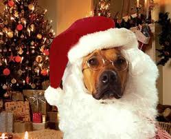 Santa Dog