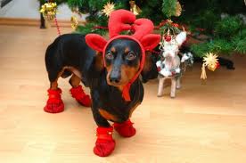 Christmas Dog